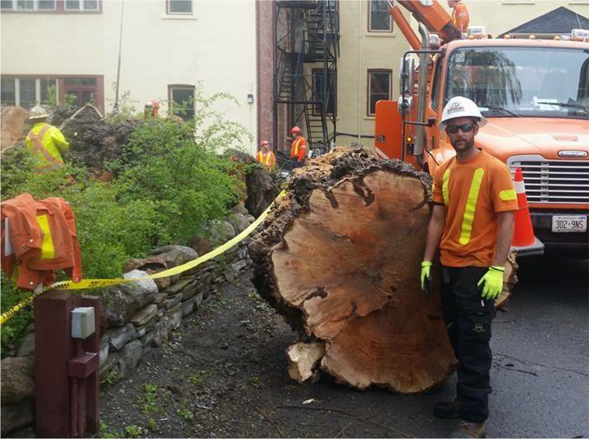 tree and stump removal team at work